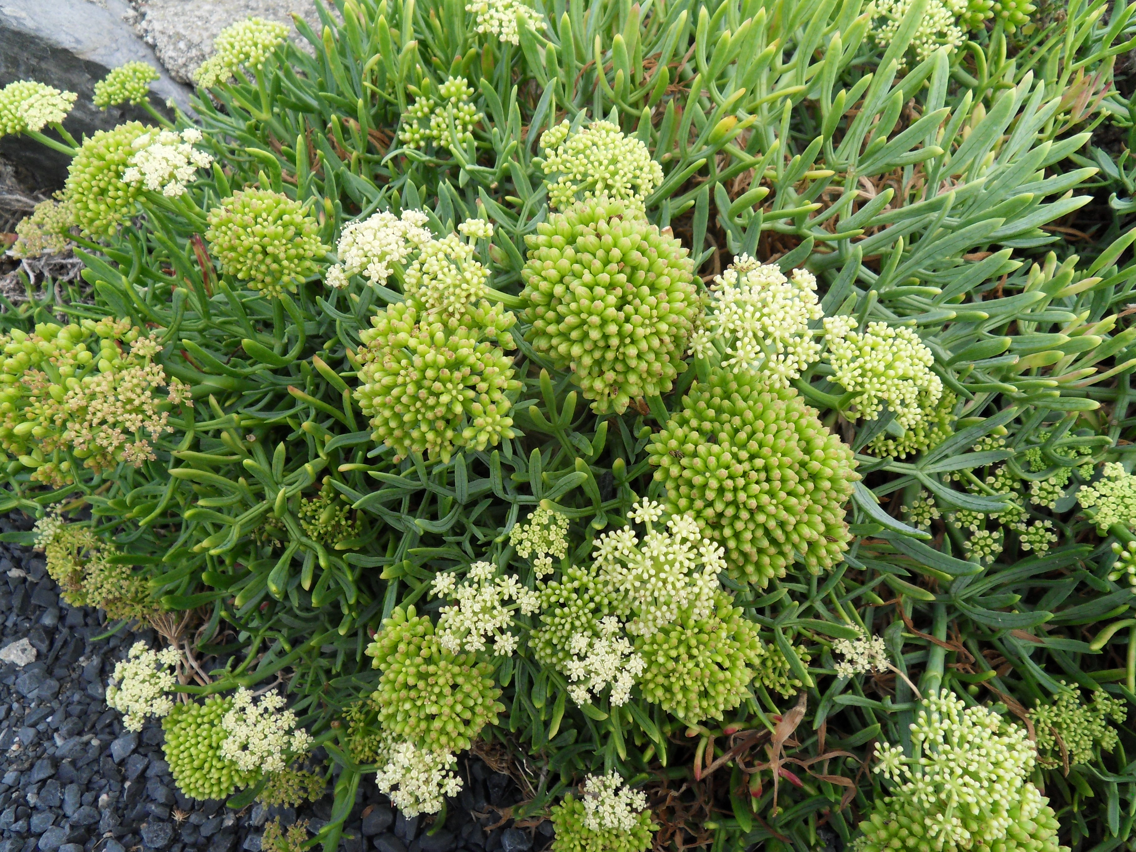 Criste marine (Crithmum maritimum)