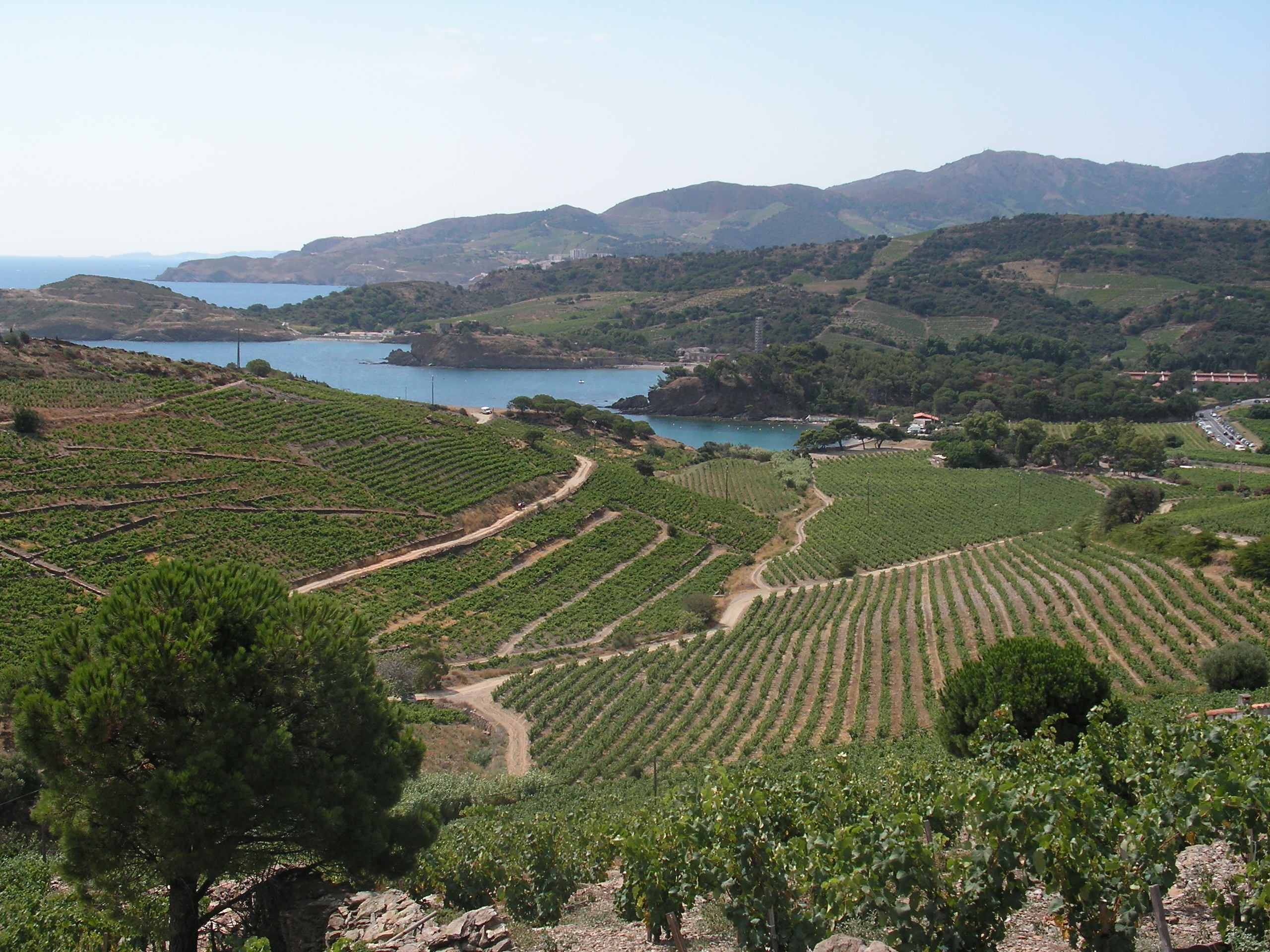 Vignoble de Port-Vendres