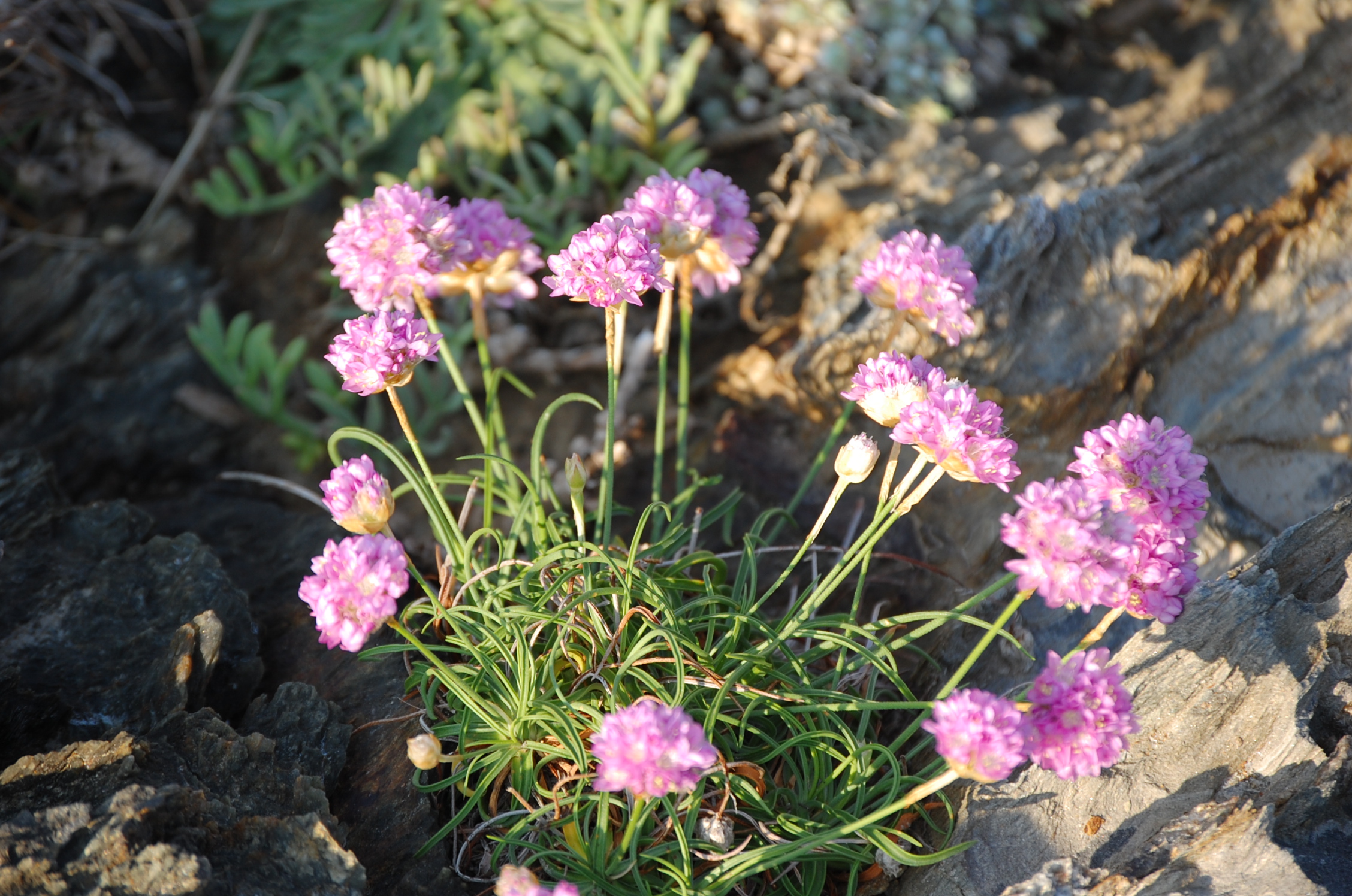 Armérie du Roussillon (Armeria ruscinonensis)