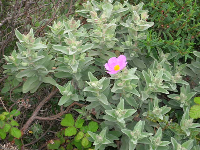 Ciste cotonneux (Cistus albidus)