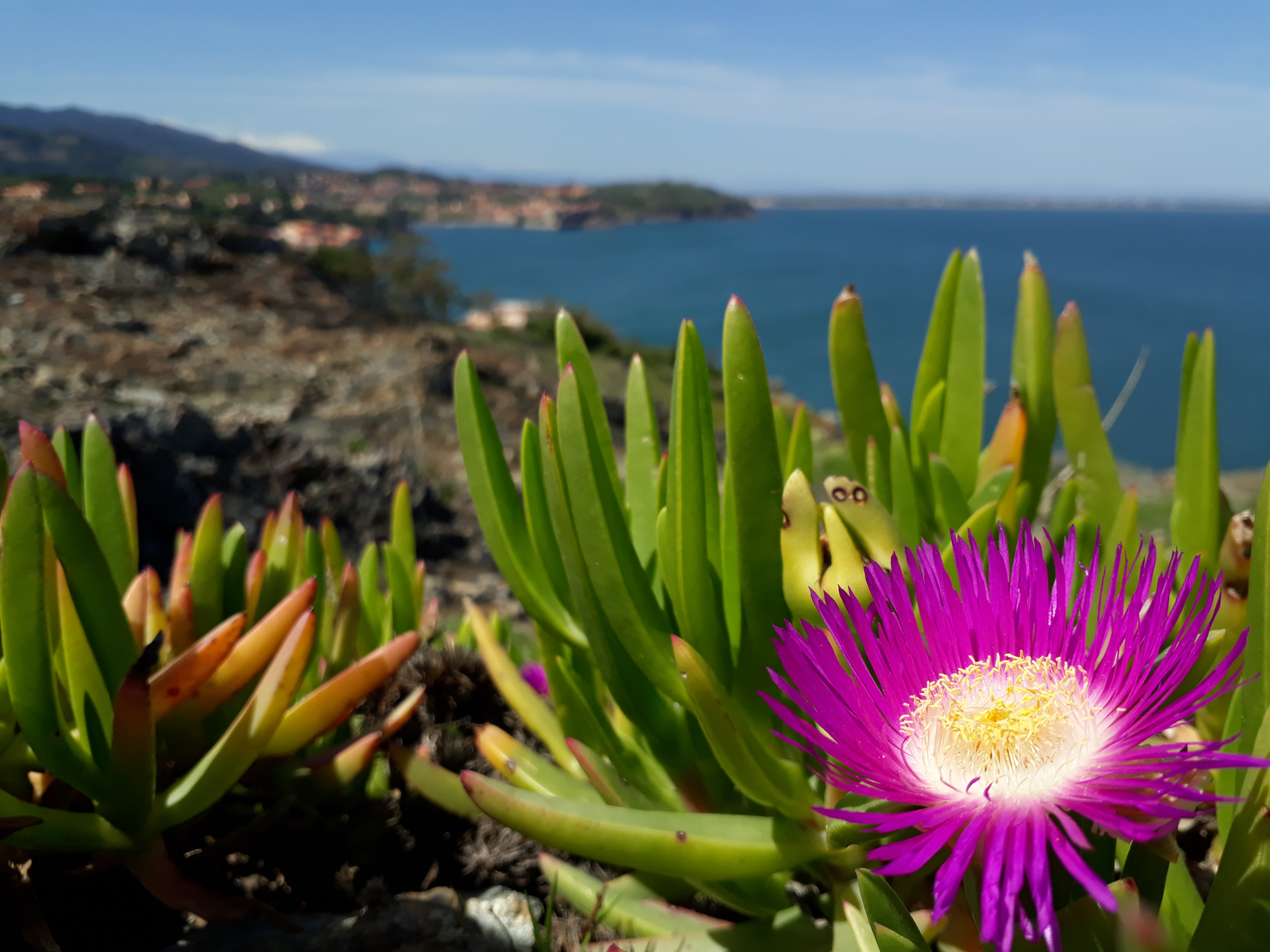 Griffes de sorcière (Carpobrotus sp.)