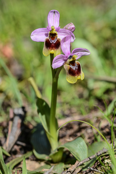 Ophrys guêpe (Ophrys tenthredinifera)