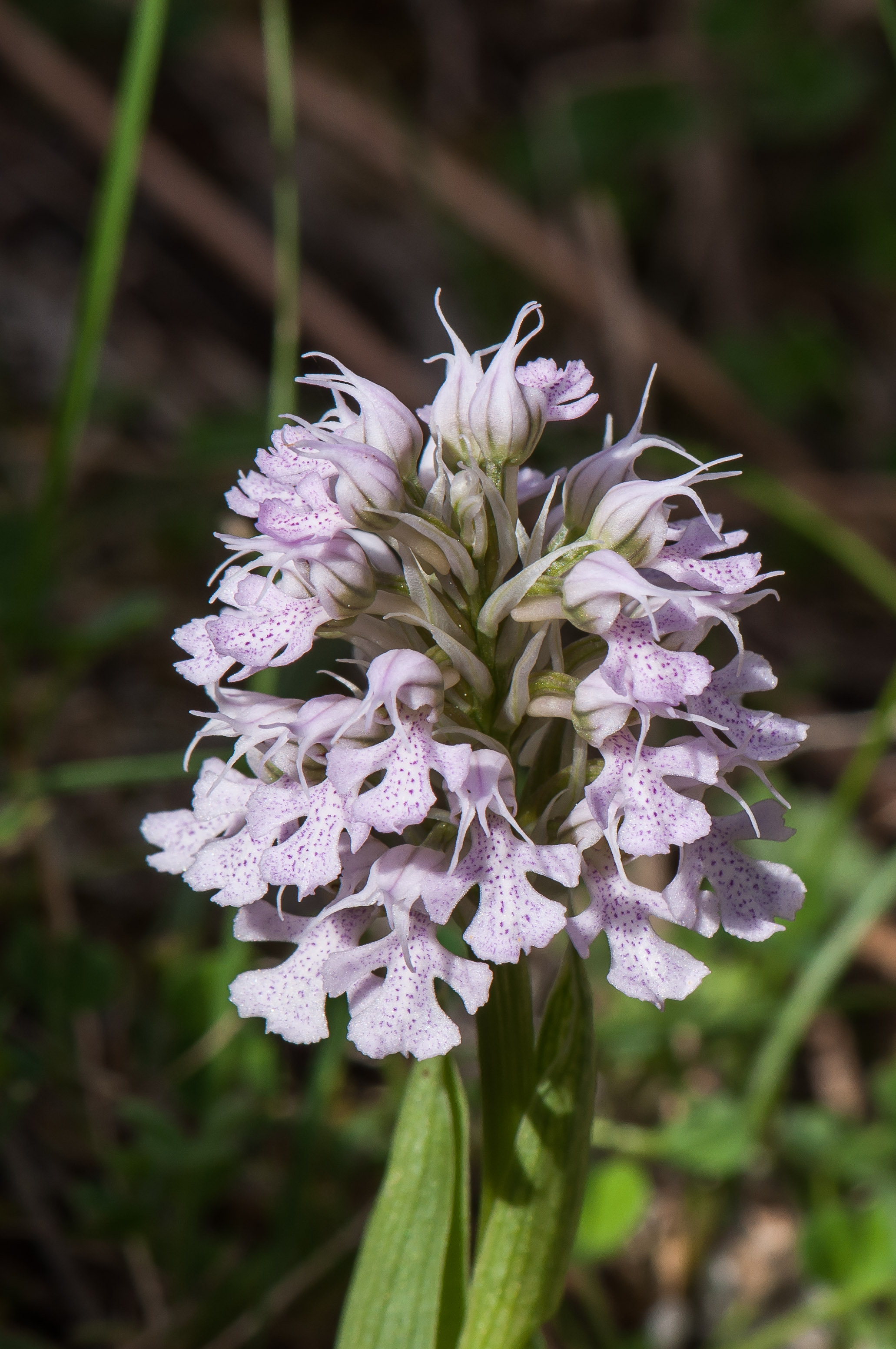 Orchis conique - (Neotinea conica)